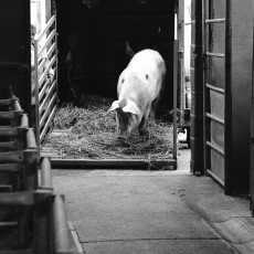Pig arriving at market