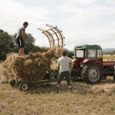 Loading thatching reed