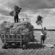 Loading thatching reed 2