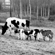 Family of calves