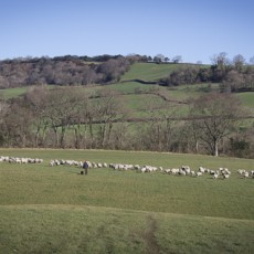 Sheep in the Marshwood Vale