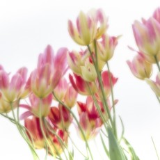 Mass of tulips