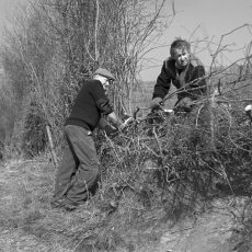 Terry Copp and George Pigeon laying a hedge 2002