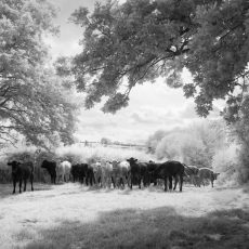 A chance moment of cattle and light